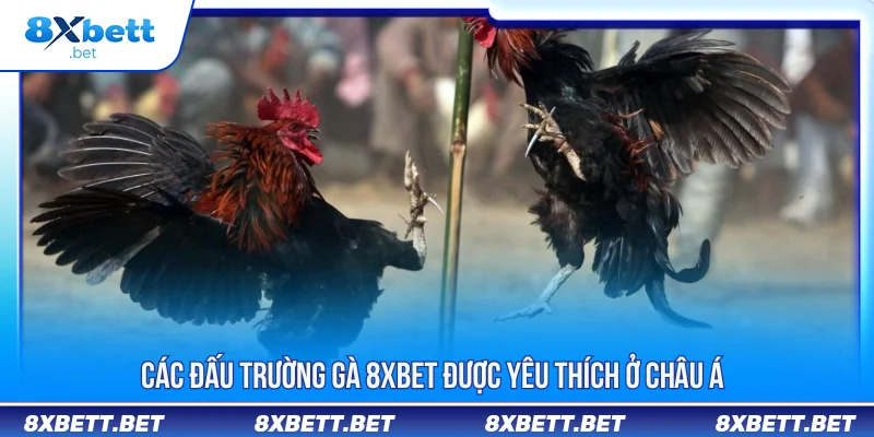 ĐÁ GÀ 8XBET 3 Các đấu trường gà 8XBET được yêu thích ở châu Á